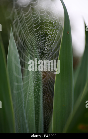 Ein Spinnen-Netz umgeben von Blättern Stockfoto