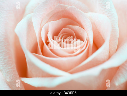 Pfirsich-Rose Blume Stockfoto