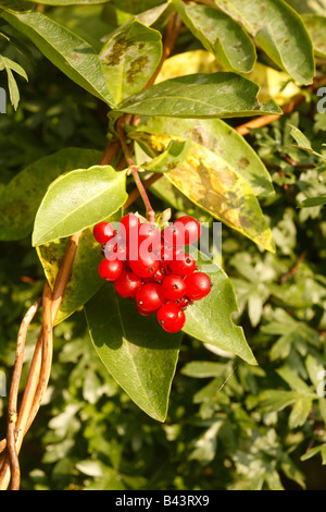 Geißblatt Lonicera Periclymenum Beeren Midlands UK Stockfoto