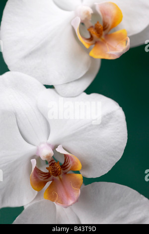 Weiße Phalaenopsis Orchidee blüht Stockfoto