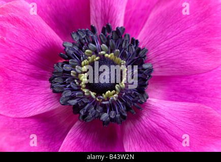 Lila Anemone Coronaria Blume Nahaufnahme Stockfoto