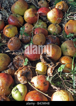 Äpfel auf dem Boden Stockfoto