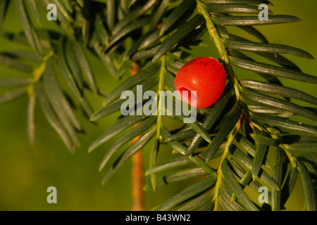 Eibe Baum Taxus Baccata Beere Herbst Midlands UK Stockfoto