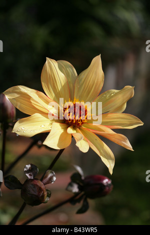 Dahlie, Bischof von York, Garten, Cheshire, England Stockfoto