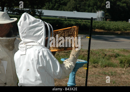 Imker, die Prüfung eines Rahmens aus dem Bienenstock Stockfoto