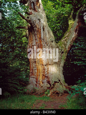 alte Eiche im so genannten "primären Wald" der Sababurg im Reinhardswald Alte Eiche Im Urwaldrelikt Sababurg Stockfoto