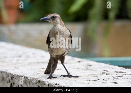 Weibliche Boot angebundene Grackle an Wand, Florida, USA Stockfoto