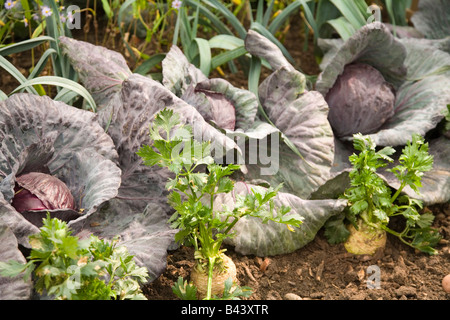 Preisgekrönte bio Obst und Gemüse auf dem Display Stockfoto