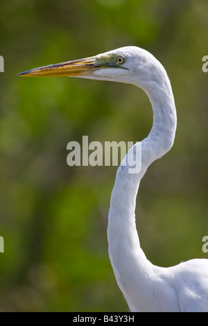 Silberreiher (Ardea Alba), Florida, USA Stockfoto