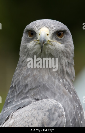 Die chilenische Blue Eagle (Geranoaetus Melanoleucus) hat es die Blicke auf sich Stockfoto