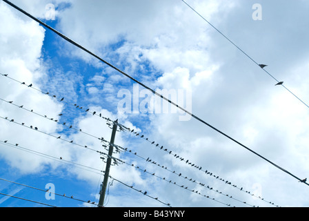 Zwei Vögel auf Telefonleitungen, getrennt von Hauptgruppe unter Sommerhimmel, Miami, Florida. Stockfoto