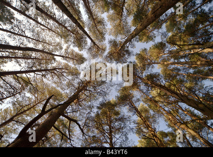 Weitwinkel-Blick auf eine Kiefer Baumkronen vom Boden genommen. Stockfoto