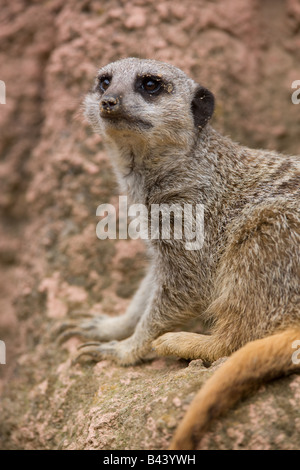 Männliche Erdmännchen Erde auf der Suche nach Feinden - Suricata suricatta Stockfoto