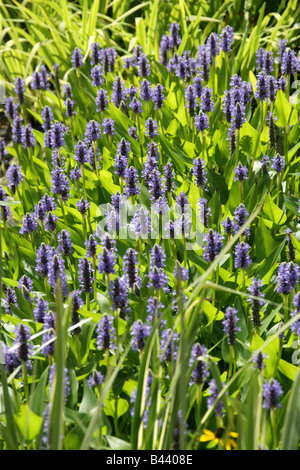 Pickerelweed, Pontederia Cordata, aka Hund-Zunge, Wampees und blaue-Flagge, Nordamerika Stockfoto