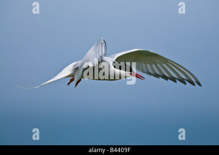 Küstenseeschwalbe Sterna paradisaea Stockfoto