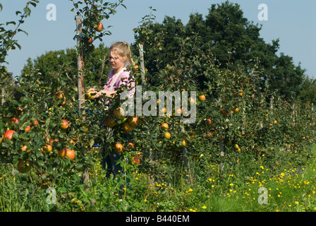 Berufserfahrung Student pflückt Honig knusprige Äpfel, Lathcoats Apple Farm Galleywood Essex 2008 2000s UK HOMER SYKES Stockfoto