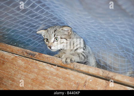 Kleine Tabby Katze versteckt und Angst. Stockfoto