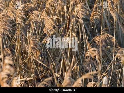 Rohrdommel (Botaurus Stellaris) an Slimbridge WWT genommen. Stockfoto