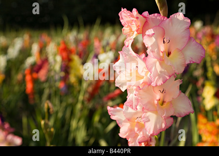 Gladiolen-Blüten im Feld gewachsen als eine Ernte Deutschland Stockfoto