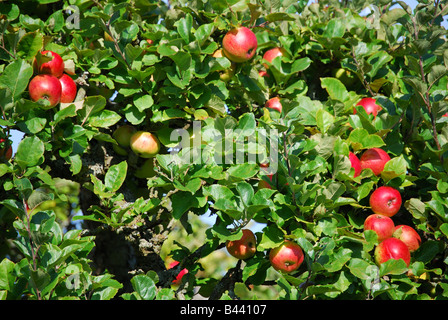 Apfelbäume im Obstgarten, Penshurst, Kent, England, Vereinigtes Königreich Stockfoto