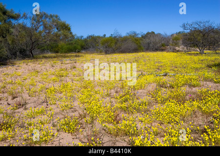 Gelbe Wildblumen Teppichboden den sandigen Boden des Kalbarri National Park. Western Australia, Australia Stockfoto