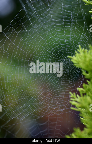 Ein Orb web Stockfoto