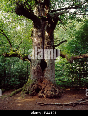 alte Eiche im so genannten "primären Wald" der Sababurg im Reinhardswald Alte Eiche Im Urwaldrelikt Sababurg Stockfoto