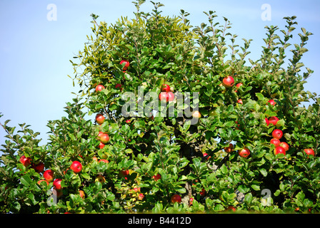 Apfelbäume im Obstgarten, Penshurst, Kent, England, Vereinigtes Königreich Stockfoto