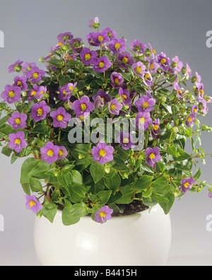 Persische violett / Exacum affine Stockfoto