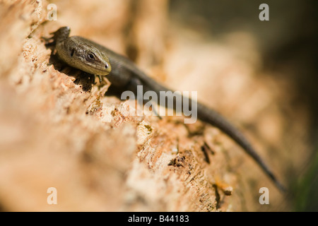 Eine gemeinsame Eidechse Lacerta Vivipara Sonnenbad am London Wetland Centre in Barnes Stockfoto