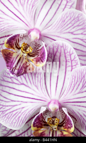 Rosa-weiß gestreifte Phalaenopsis Orchidee blüht Stockfoto