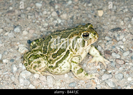 Great Plains Kröte Bufo Cognatus Tucson Pima County ARIZONA USA 18 August Erwachsenen Bufonidae Stockfoto