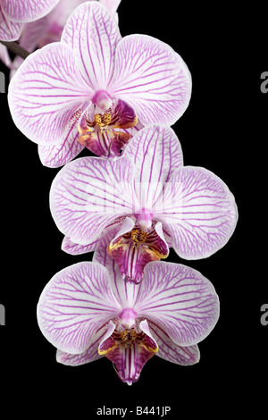 Rosa-weiß gestreifte Phalaenopsis Orchidee blüht Stockfoto