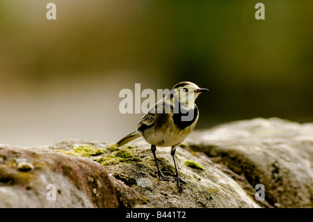 Ein Pied Bachstelze sitzt auf einem trockenen Stein Deich oder an der Wand. Lateinischen Namen Motacilla Alba. Stockfoto