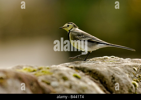 Ein Pied Bachstelze sitzt auf einem trockenen Stein Deich oder an der Wand. Lateinischen Namen Motacilla Alba. Stockfoto