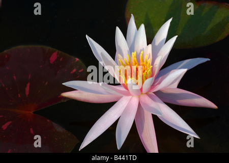 Eine blasse rosa Seerose im morgendlichen Sonnenlicht Stockfoto