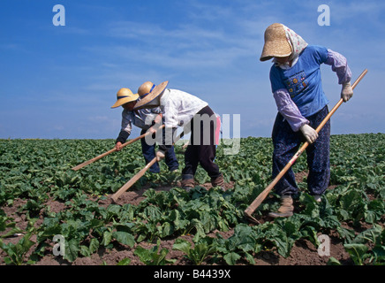 Japan, Hokkaido, Pflanzen von Kartoffeln in einem Feld in der Nähe von Asahikawa Stockfoto