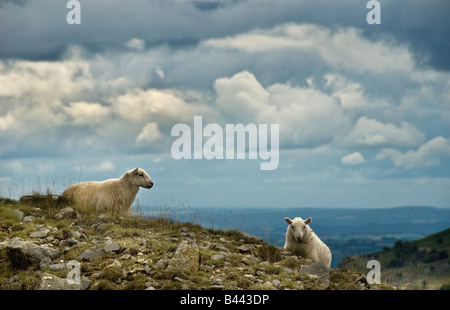 Walisische Bergschafe grasen auf Llangynidr Moors in Powys in Wales. Stockfoto