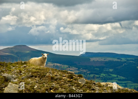 Welsh Mountain Schafbeweidung auf House ankert in Wales Stockfoto