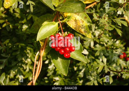 Geißblatt Lonicera Periclymenum Beeren Midlands UK Stockfoto