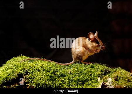 Waldmaus Apodemus Sylvaticus Midlands Stockfoto