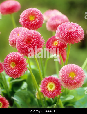 Gänseblümchen / Bellis Perennis Stockfoto