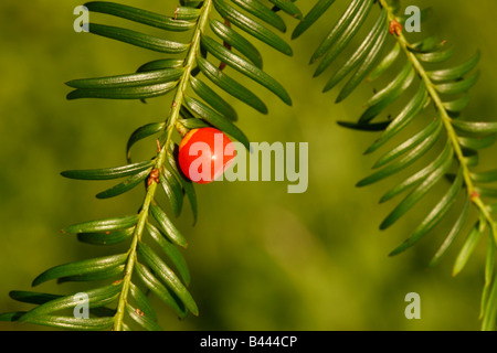 Eibe Baum Taxus Baccata Beere Herbst Midlands UK Stockfoto