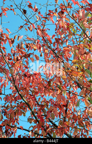 PRUNUS SARGENTII BLATT HERBSTFÄRBUNG Stockfoto