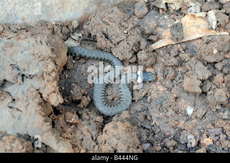 VOR KURZEM SCHLÜPFTEN RINGELNATTER NATRIX NATRIX ZEIGEN MARKANTE CREME BAND HINTER KOPF HINWEIS TOTES BLATT FÜR SKALA Stockfoto