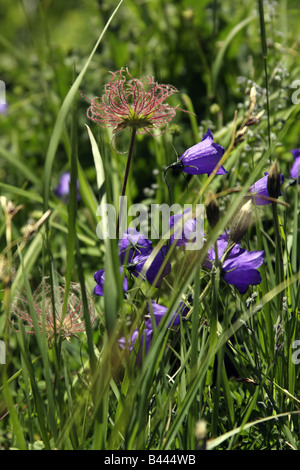 Alpine Avens (Geum Montanum) und Scheuchzer-s Glockenblumen (Campanula Scheuchzeri), Italienische Alpen Stockfoto