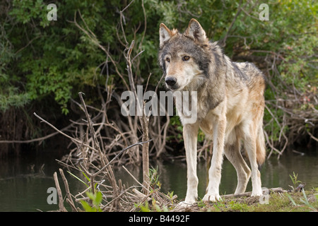 Graue Wölfe hautnah steht in der Nähe eines Flusses in einem Waldgebiet Stockfoto