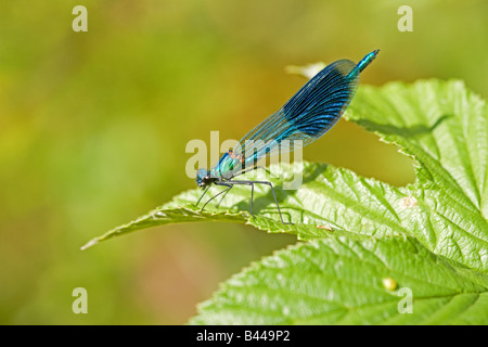 Banded Prachtlibelle Calopteryx Splendens Männchen ruht auf einem Blatt Stockfoto