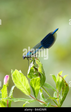 Prachtlibelle Calopteryx Splendens Männchen ruht auf einem Blatt Weidenröschen gebändert Stockfoto