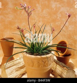 hohen Kangaroo Paw Stockfoto